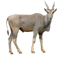 Eland Liver is the most nutrient dense organ meat, and it is a powerful source of vitamin A. Vitamin A is beneficial for eye health and for reducing diseases that cause inflammation, including everything from Alzheimer's disease to arthritis.