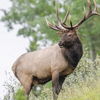 Exotic Meat Market offers 97% Fat Free Ground Elk Meat. Elk Meat is dark, bold and coarsely grained. Elk meat tastes similar to beef but is a little milder and sweeter.