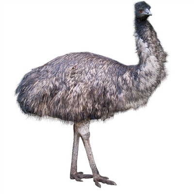 Emu Drum Steak - Whole Muscle - Average Weight 1 Lb.