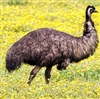 Exotic Meat Market offers Emu Heart. The heart is rich in folate, iron, zinc, and selenium. It is also a great source of vitamins B2, B6, and B12, all three of which are in a group known as B-complex vitamins.