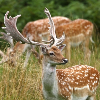 The meat of the Fallow deer is referred to as the â€œKing of Venisonâ€ and has a tender texture and beef-like flavor. Fallow Deer Meat is high in protein, vitamins, and minerals; it has no carbs and is low in sodium.