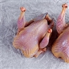 Exotic Meat Market offers Fresh American Style Squab. No Head. No Feet. Squab meat is best cooked medium-rare. Squab pairs well with red wine. Itâ€™s often served with saffron rice in Arabic and Indian cuisine. I prefer squab stuffed with pistachios.