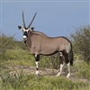 Exotic Meat Market offers Gemsbok Meat from Gemsbok born, raised, and harvested in the United States of America. Our ranchers in the USA raise Gemsbok for Trophy Hunting. Surplus Gemsboks are harvested for human consumption.