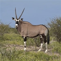 Exotic Meat Market offers Gemsbok Stew Meat from Gemsbok born, raised, and harvested in the United States of America. Our ranchers in the USA raise Gemsbok for Trophy Hunting. Surplus Gemsboks are harvested for human consumption.