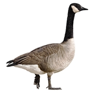 Canada Goose