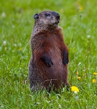 Groundhog meat is sweet, tender, dark and gamey. Best cooked in liquid in crock pot until falls off the bones. Red Wine and Herbs. Groundhogs are actually large squirrels. Capable of weighing up to 15 pounds.