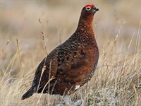 Grouse, Red Grouse, Scottish Grouse, Wild Grouse, Gourmet Grouse, Game Bird, where can I buy scottish red grouse, red grouse price, grouse recipes, Scottish wild game, hunting, food, organic, poultry, spices, Exotic Meat Market, Anshu Pathak exotic meats