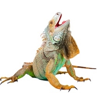 Exotic Meat Market offers Boneless Wild Iguanas Meat harvested in Puerto Rico. For centuries, Iguana has been consumed throughout Central America; now available in the USA. Wild Iguanas are offered, skin-on, skinless and boneless in the USA.