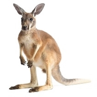 Exotic Meat Market offers Ground Kangaroo Meat for Pets. Our Kangaroo Ground Meat is 100% wild with no additives. Kangaroo Meat is a nutritious novel protein. Kangaroo meat is especially welcomed for dogs with sensitivities and allergies to other meats.