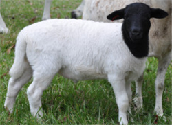 Dorper Lambs are raised at our farm in Perris, California on Alfalfa Grass. No Grains. No Antibiotics. No Growth Hormones. Dorper Lambs are bred for meat, not wool, so they do not produce lanolin which gives wool lamb itâ€™s gamey flavor.