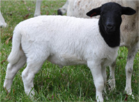 Dorper Lambs are bred for meat, not wool, so they do not produce lanolin which gives wool lamb itâ€™s gamey flavor. Experience THE DORPER DIFFERENCE and learn for yourself what makes this meat so mild, delicate and delicious!