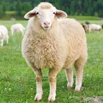 Lamb - Organic - Halal - Average 30 to 40 Lbs.