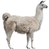 Llama meat is lean like all game meats. Llama meat is deep red, tender and delicious. The ancient Inca civilization domesticated Llamas for approximately 5,000 years. Many llamas and alpacas were sacrificed to the Gods every year by the Incan culture.