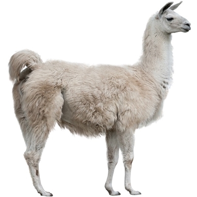 Llama meat is lean like all game meats. Llama meat is deep red, tender and delicious. The ancient Inca civilization domesticated Llamas for approximately 5,000 years. Many llamas and alpacas were sacrificed to the Gods every year by the Incan culture.