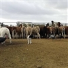 Llama Meat - Fresh Llama Meat - 30 Lbs.