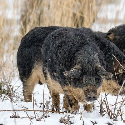 Sometimes spelled Mangalitsa in the UK or Mangalitza in the USA is a Hungarian breed of domestic pig. It was developed in the mid-19th century by crossbreeding Hungarian breeds from Szalonta and Bakony with the Serbian Å umadija breed.