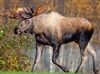 Exotic Meat Market offers Moose Jerky from Wild Moose legally harvested in Europe. Hunting in the Nordics is highly regulated and moose numbers are kept high and stable at around 350,000 animals.