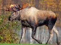 Exotic Meat Market offers Moose Jerky from Wild Moose legally harvested in Europe. Hunting in the Nordics is highly regulated and moose numbers are kept high and stable at around 350,000 animals.