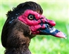 Muscovy Duck - 4 to 5 Lbs.
