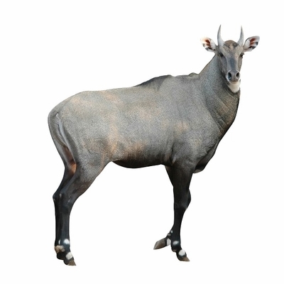 Nilgai Antelope Ground Meat - 2 Lbs