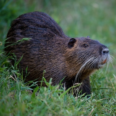 Nutria Meat, Buy Nutria Meat, Nutria Meat recipes, Nutria Meat price, Nutria Meat from Exotic Meat Market, Nutria Meat near me, Nutria Meat online, Nutria Meat for human food, Nutria Meat for pets, Nutria Meat on Google, Anshu Pathak Nutria Meat, Meat