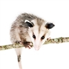Opossum Meat, Buy Opossum Meat, where can I buy Opossum Meat, Opossum Meat near me, Opossum Meat price, Opossum Meat recipe, Opossum Tail, Opossum oil, tlacuache, tlaquatzin, arthritis, arthritis remedy, Mexico, exotic meats, exotic meat market, game meat