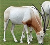Exotic Meat Market offers Scimitar Oryx Kidney. Scimitar Oryx are harvested in private ranches in the USA. Scimitar Oryx meat is 97% lean. Scimitar Oryx Meat is a more healthful and flavorful alternative to the standard boeuf du jour.