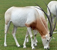 Exotic Meat Market offers Scimitar Oryx Liver. Scimitar Oryx are harvested in private ranches in the USA. Scimitar Oryx meat is 97% lean. Scimitar Oryx Meat is a more healthful and flavorful alternative to the standard boeuf du jour.