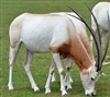 Exotic Meat Market offers Scimitar Oryx Stew Meat. Scimitar Oryx are harvested in private ranches in the USA. Scimitar Oryx meat is 97% lean. Scimitar Oryx Meat is a more healthful and flavorful alternative to the standard boeuf du jour.