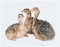 Ostrich Chick - 1 Day Old