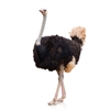 Exotic Meat Market offers Ostrich Oil from Ostriches harvested in the USA. Product of the USA.

Ostrich Oil is antiaging. Ostrich Oil heals your skin and provides a youthful appearance. Ostrich Oil can reduce common aging symptoms such as wrinkles.