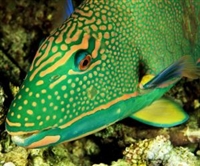 The flesh of the parrotfish is soft and white, and seafood lovers highly seek it. In some regions, parrotfish is even served raw and is considered a food fit for royalty. The taste of parrotfish has been described as mild and slightly sweet.
