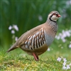 Scottish Partridge is a small compact bird with a rounded head sitting on top of a short, thick neck. Light brown on its back, it has bright barring on its flanks, a dark eye stripe above pale throat feathers, a black and slightly speckled collar.