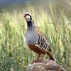 Chukar Partridge Meat - 1 Dressed Bird