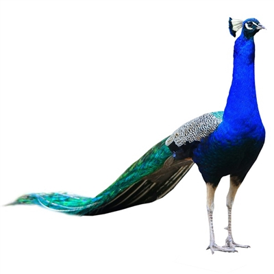 Peacock Meat - One Bird - Average Bird 4 to 7 Lbs