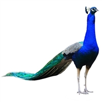 Peacock meat, a culinary treasure dating back to medieval times, was a luxury reserved for the elite. The affluent would flaunt their wealth and sophistication by serving roasted peacocks at grand banquets and feasts.