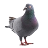 Exotic Meat Market offers Whole Pigeon for Dogs and Big Cats. Our Whole Pigeons are processed in USDA inspected facility in the USA. Pigeon meat is dark red, and high in protein. Pigeon Meat is packed with Vitamin B12, Vitamin C, Calcium, and Iron.