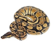 Python Gall Bladder - 1 Bladder