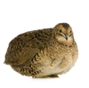 Cavendish Semi Bone Less Jumbo Quail - 72 Pack