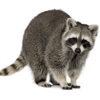 Exotic Meat Market offers Raccoon meat from Raccoons trapped in the wild and or Corn Fields from the Midwest of the USA. Raccoon Meat is red in color, tender with bold flavor. Raccoon Meat does not taste like chicken and turkey, it tastes like Raccoon.