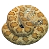 Prairie Rattlesnake - Crotalus viridis - 1 Lb. Legal for California