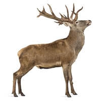 NEW ZEALAND RED DEER Ground - 10 Lbs.