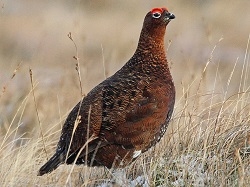 Scottish Red Grouse, Buy Scottish Red Grouse, Where can I buy Scottish Red Grouse, Scottish Red Grouse near me, Scottish Red Grouse price, Scottish Red Grouse recipes, How to cook Scottish Red Grouse, Scottish Red Grouse for sale, Red Grouse online