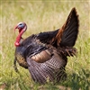 Rio Grande Wild Turkey - Minimum 20 Lbs.