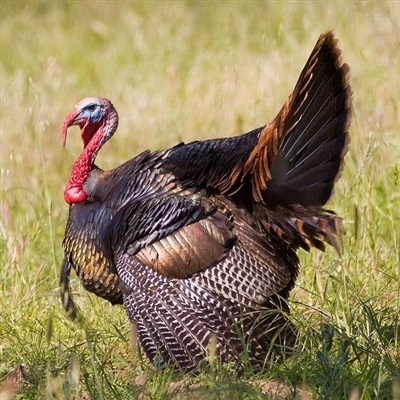Rio Grande Wild Turkey - Minimum 20 Lbs.