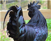 Rooster Rocky Mountain Oysters, Buy Rooster Rocky Mountain Oysters, Ayam Cemani Rooster Rocky Mountain Oysters, Blue Foot Rooster Rocky Mountain Oysters, Rooster Rocky Mountain Oysters for sale, Rooster Rocky Mountain Oysters price, Rooster testicles