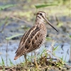 Snipe is rich dark red meats that requires a VERY little cooking. Snipe breast, thighs and legs are awesome!! Just stir fry them in butter or oil. The key to cooking Snipe is to NEVER GO BEYOND RARE TO MEDIUM RARE.