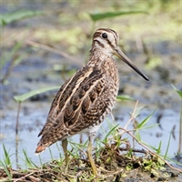 Snipe is rich dark red meats that requires a VERY little cooking. Snipe breast, thighs and legs are awesome!! Just stir fry them in butter or oil. The key to cooking Snipe is to NEVER GO BEYOND RARE TO MEDIUM RARE.