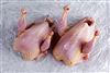Dressed for market 4 weeks after hatching, the meat of a Squab is distinctly unlike domestic poultry or wild game birds. Dark, moist and flavorful, each bird is prepared for market before it is old enough to fly.