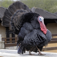 Our Authentic Black Turkeys are raised the old-world way with the freedom to fly all over our farm in Perris, California. Yes, I do not clip the wings of my Black Turkeys. At night they roost on posts.